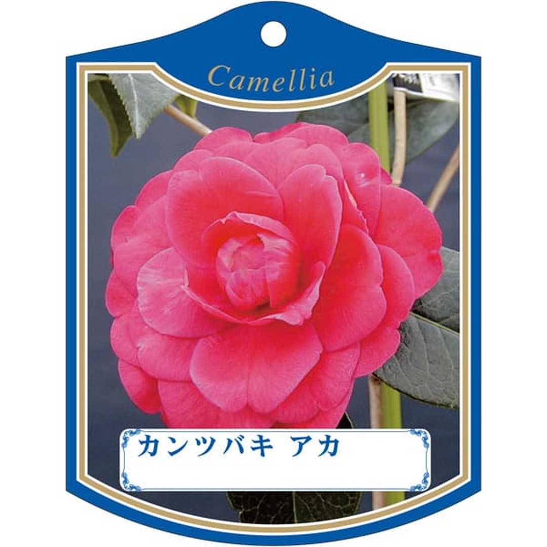 ARC カンツバキ アカ K 園芸用ラベル【105mm×80mm】100枚入 T2TMK170-01