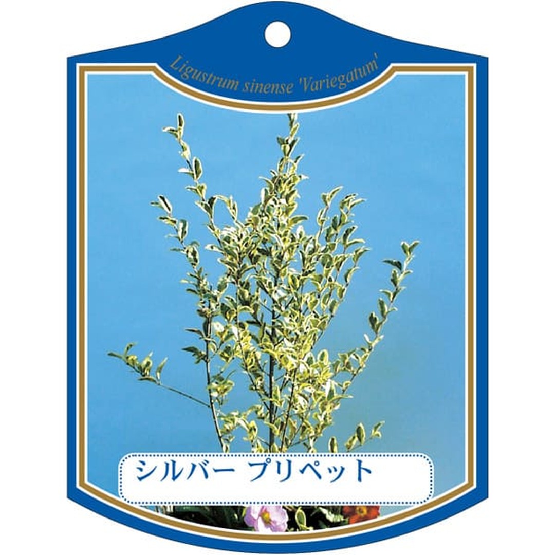 ARC シルバープリペット K 園芸用ラベル【105mm×80mm】100枚入 T2TMK175-01