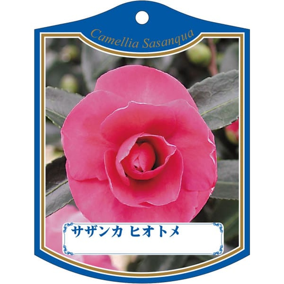 ARC サザンカ ヒオトメ K 園芸用ラベル【105mm×80mm】100枚入 T2TMK178-01
