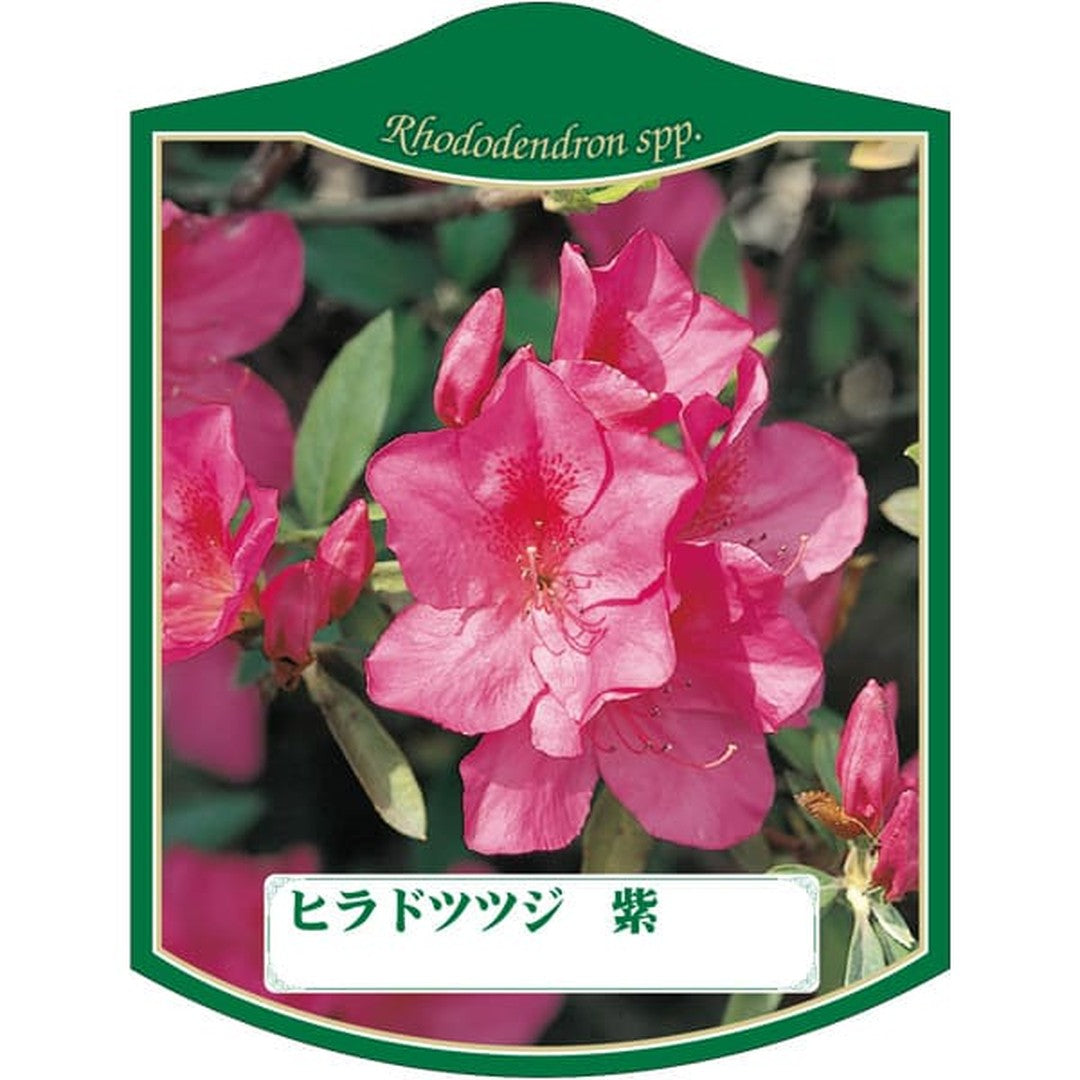 ARC ヒラドツツジ ムラサキ K 園芸用ラベル【105mm×80mm】100枚入 T2TMK180-01