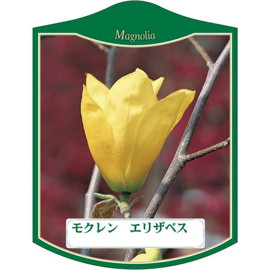 ARC モクレン エリザベス K 園芸用ラベル【105mm×80mm】100枚入 T2TMK181-01