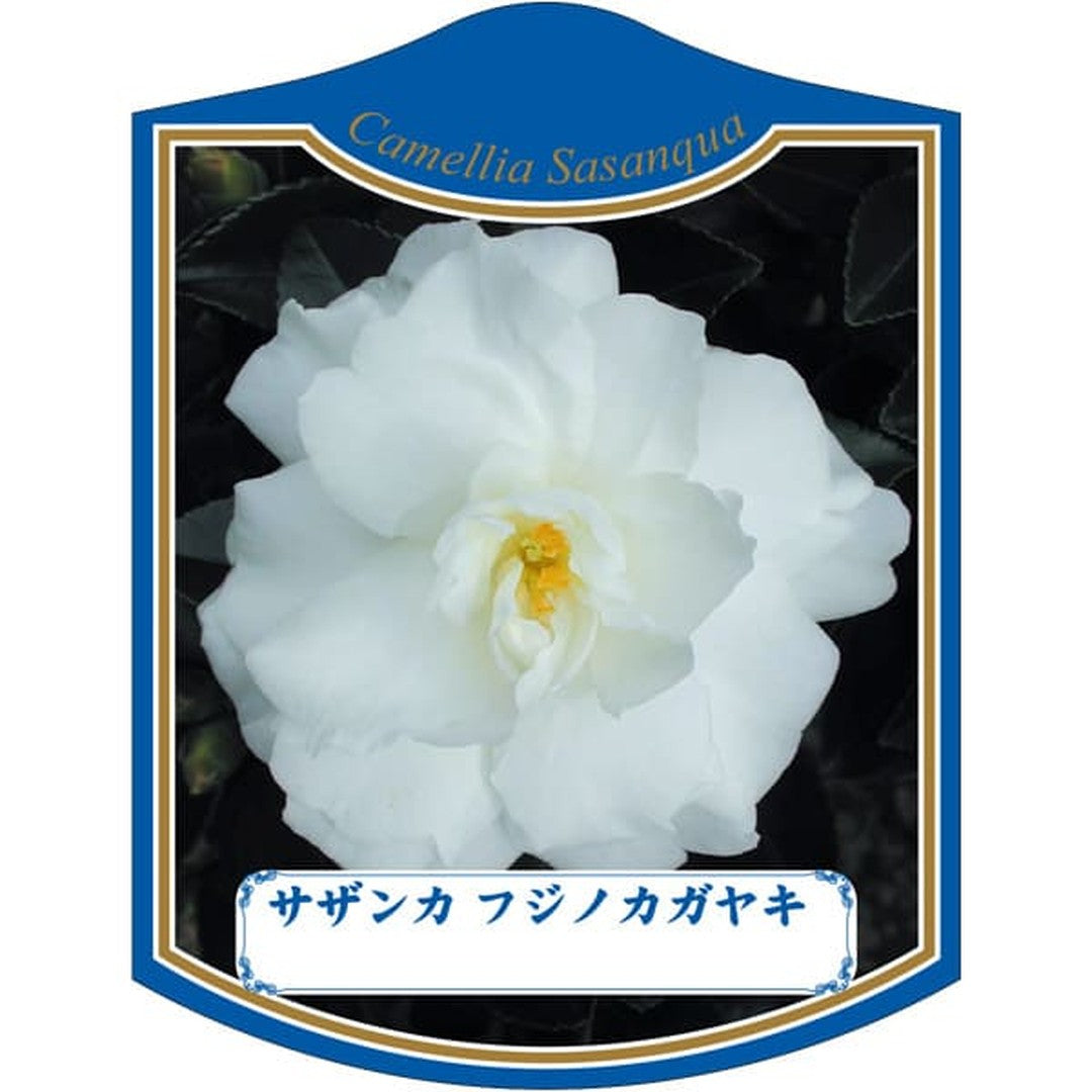 ARC サザンカ フジノカガヤキ K 園芸用ラベル【105mm×80mm】100枚入 T2TMK184-01