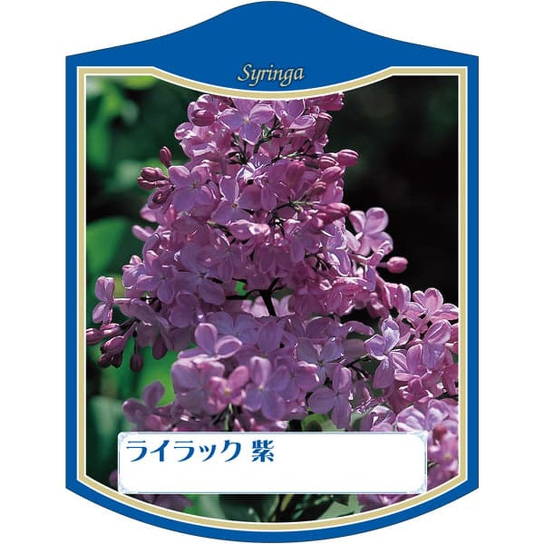 ARC ライラック ムラサキ K 園芸用ラベル【105mm×80mm】100枚入 T2TMK217-01