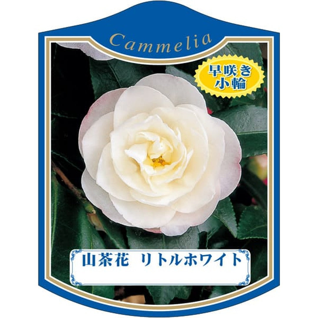 ARC サザンカ リトルホワイト K 園芸用ラベル【105mm×80mm】100枚入 T2TMK234-01