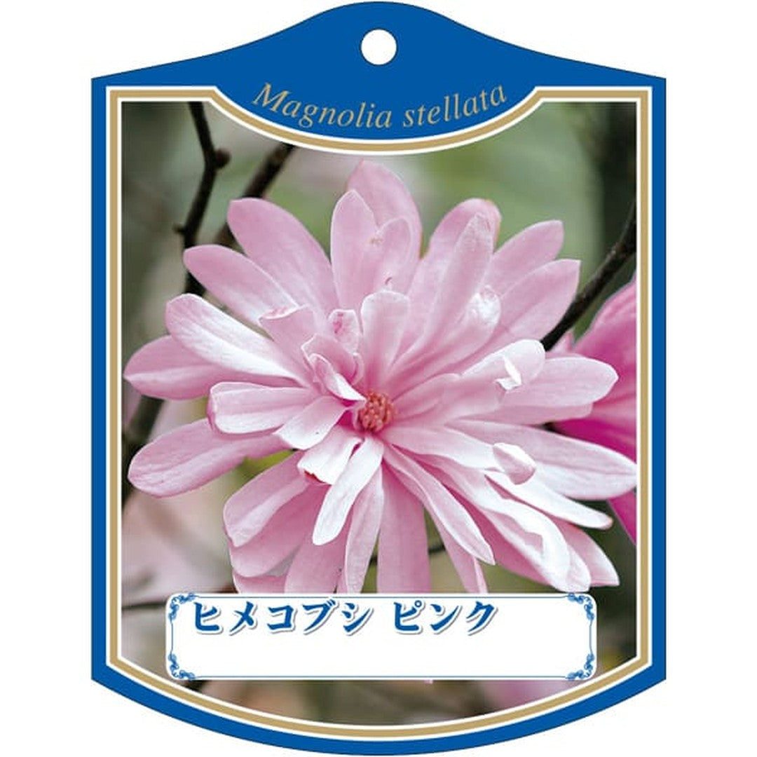 ARC ヒメコブシ ピンク K 園芸用ラベル【105mm×80mm】100枚入 T2TMK239-01