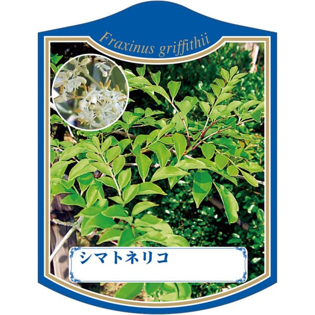 ARC シマトネリコ K 園芸用ラベル【105mm×80mm】100枚入 T2TMK242-01