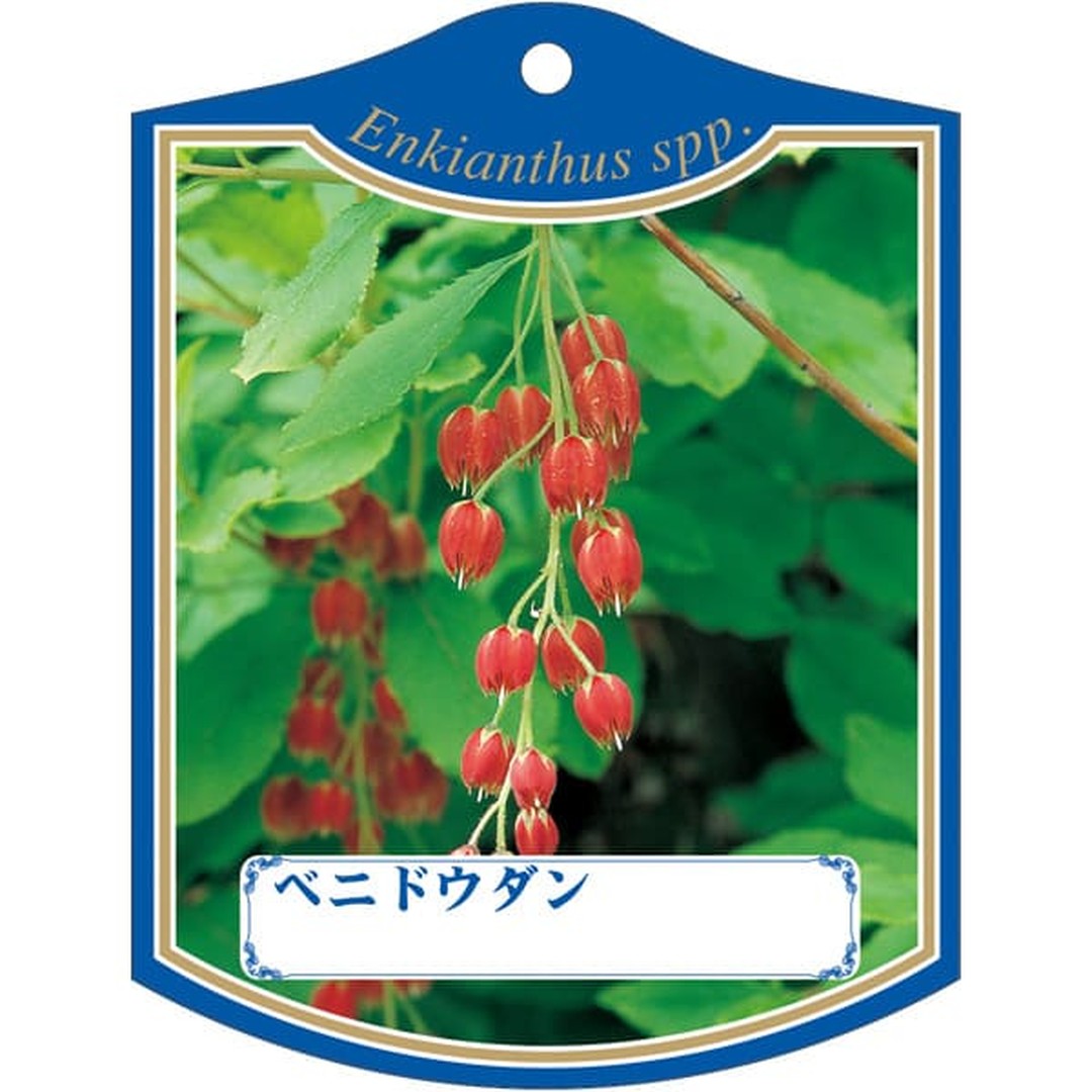 ARC ベニ ドウダン K 園芸用ラベル【105mm×80mm】100枚入 T2TMK246-01