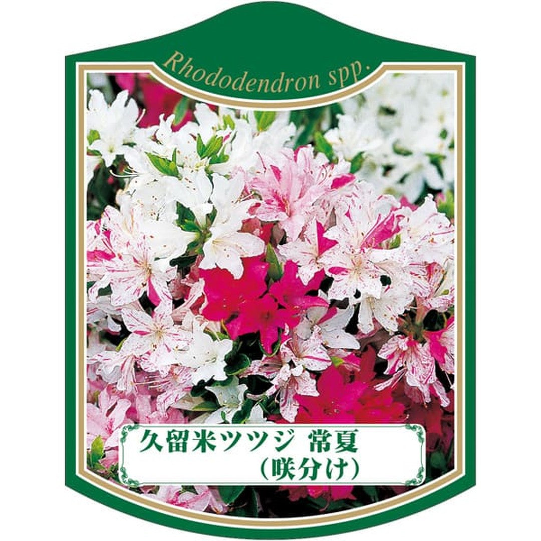 ARC クルメツツジ トコナツ（サキワケ）K 園芸用ラベル【105mm×80mm】100枚入 T2TMK248-01