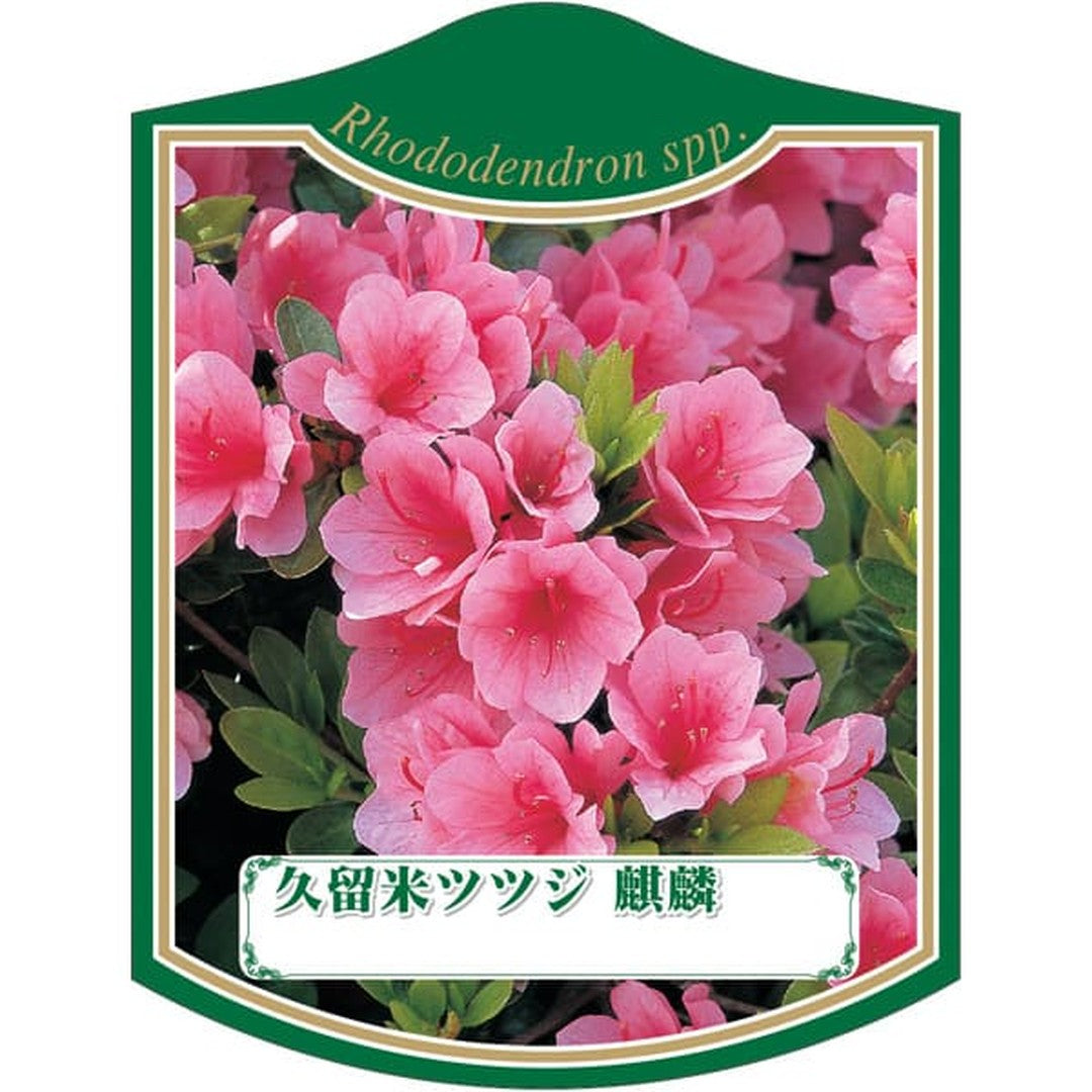 ARC クルメツツジ キリン K 園芸用ラベル【105mm×80mm】100枚入 T2TMK250-01