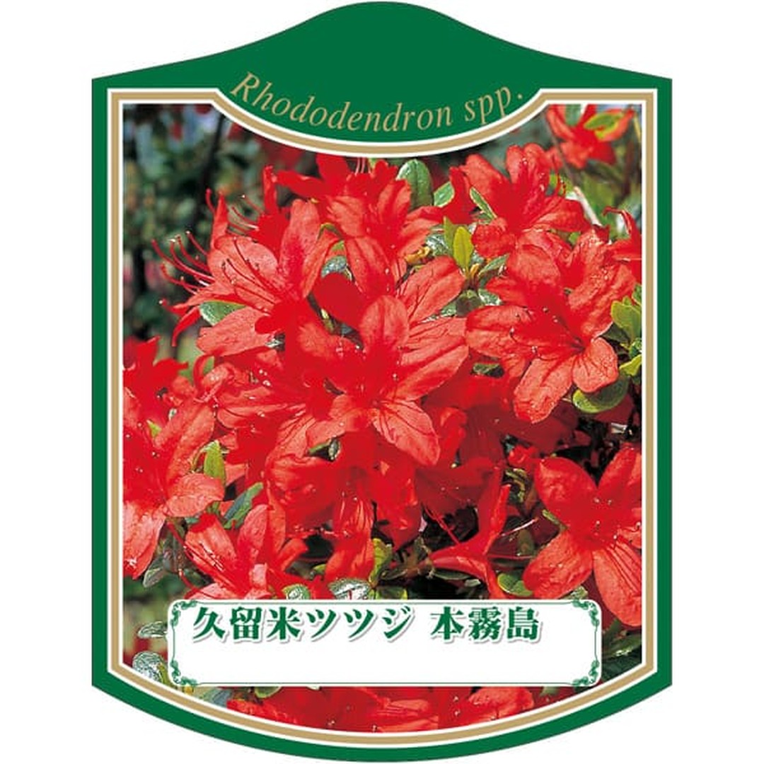 ARC クルメツツジ ホンキリシマ K 園芸用ラベル【105mm×80mm】100枚入 T2TMK252-01