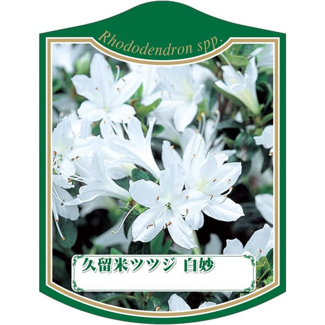 ARC クルメツツジ シロタエ K 園芸用ラベル【105mm×80mm】100枚入 T2TMK253-01