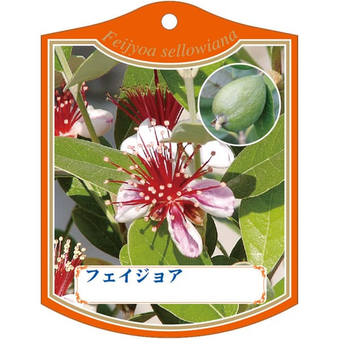 ARC フェイジョア K 園芸用ラベル【105mm×80mm】100枚入 T2TMK267-01