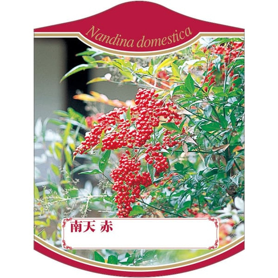 ARC アカナンテン K 園芸用ラベル【105mm×80mm】100枚入 T2TMK279-01