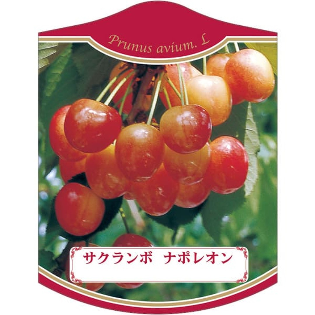 ARC サクランボ ナポレオン K 園芸用ラベル【105mm×80mm】100枚入 T2TMK283-01