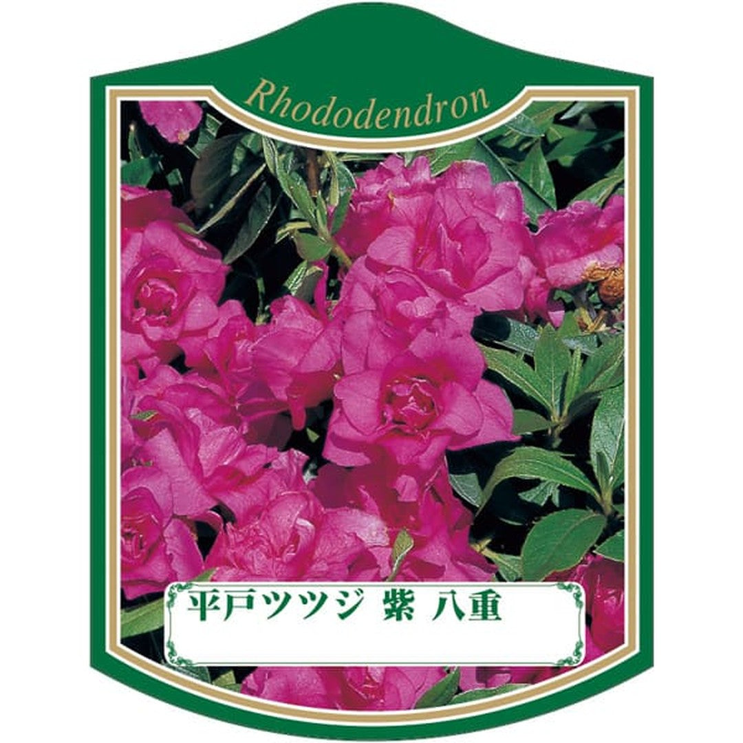ARC ヒラドツツジ ムラサキ ヤエ K 園芸用ラベル【105mm×80mm】100枚入 T2TMK286-01