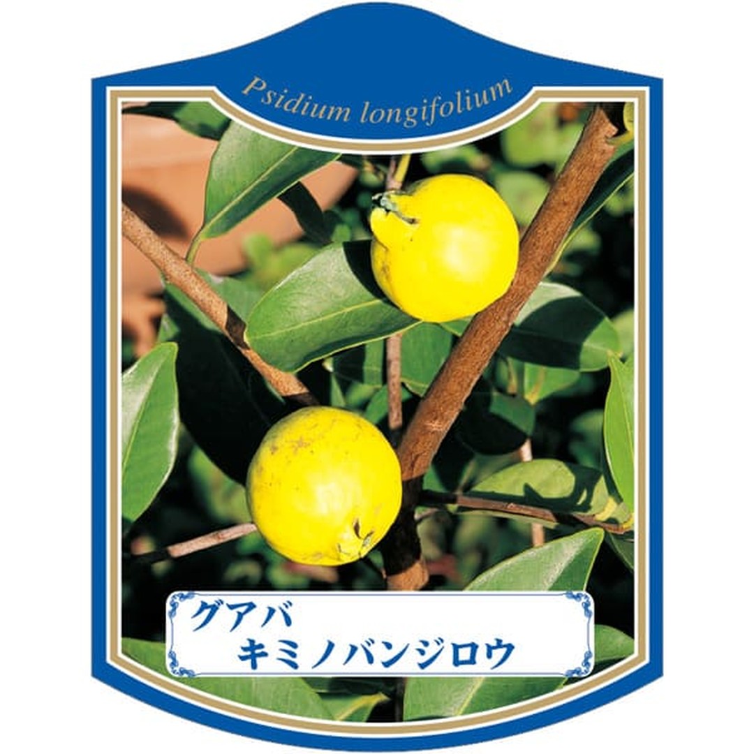 ARC グアバキミノバンジロウ K 園芸用ラベル【105mm×80mm】100枚入 T2TMK294-01