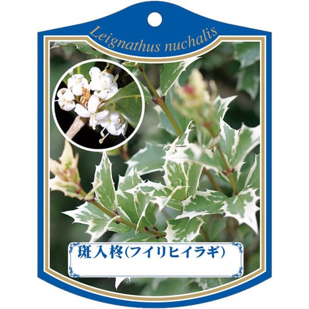 ARC フイリ ヒイラギ K 園芸用ラベル【105mm×80mm】100枚入 T2TMK311-01