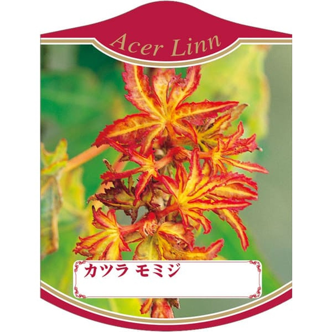 ARC カツラ モミジ K 園芸用ラベル【105mm×80mm】100枚入 T2TMK326-01