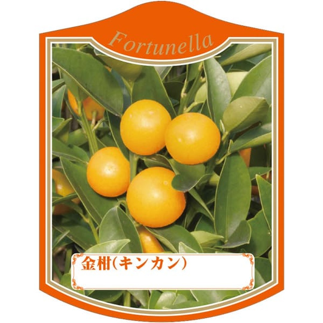 ARC キンカン ミ K 園芸用ラベル【105mm×80mm】100枚入 T2TMK330-01