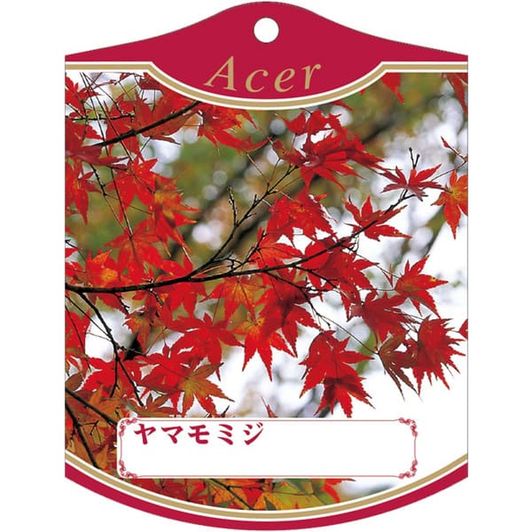 ARC ヤマモミジ K 園芸用ラベル【105mm×80mm】100枚入 T2TMK331-01