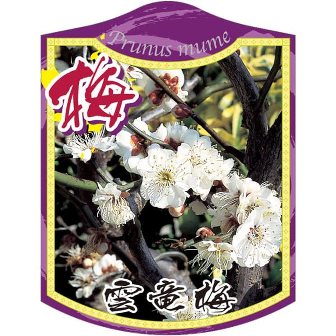 ARC ウンリュウバイ ツリサゲ K 園芸用ラベル【105mm×80mm】100枚入 T2TMK333-01