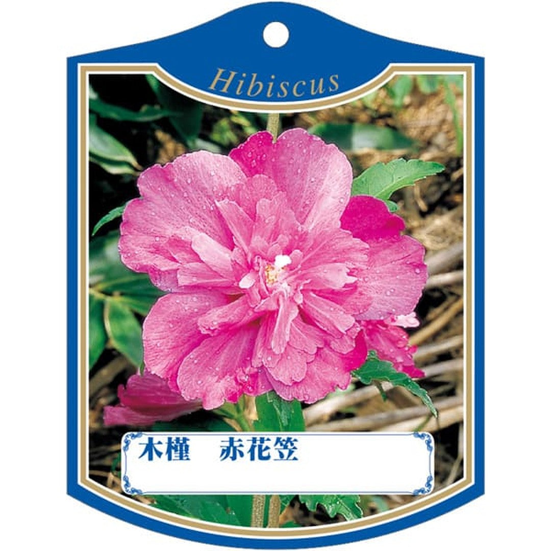 ARC ムクゲアカハナガサ K 園芸用ラベル【105mm×80mm】100枚入 T2TMK334-01