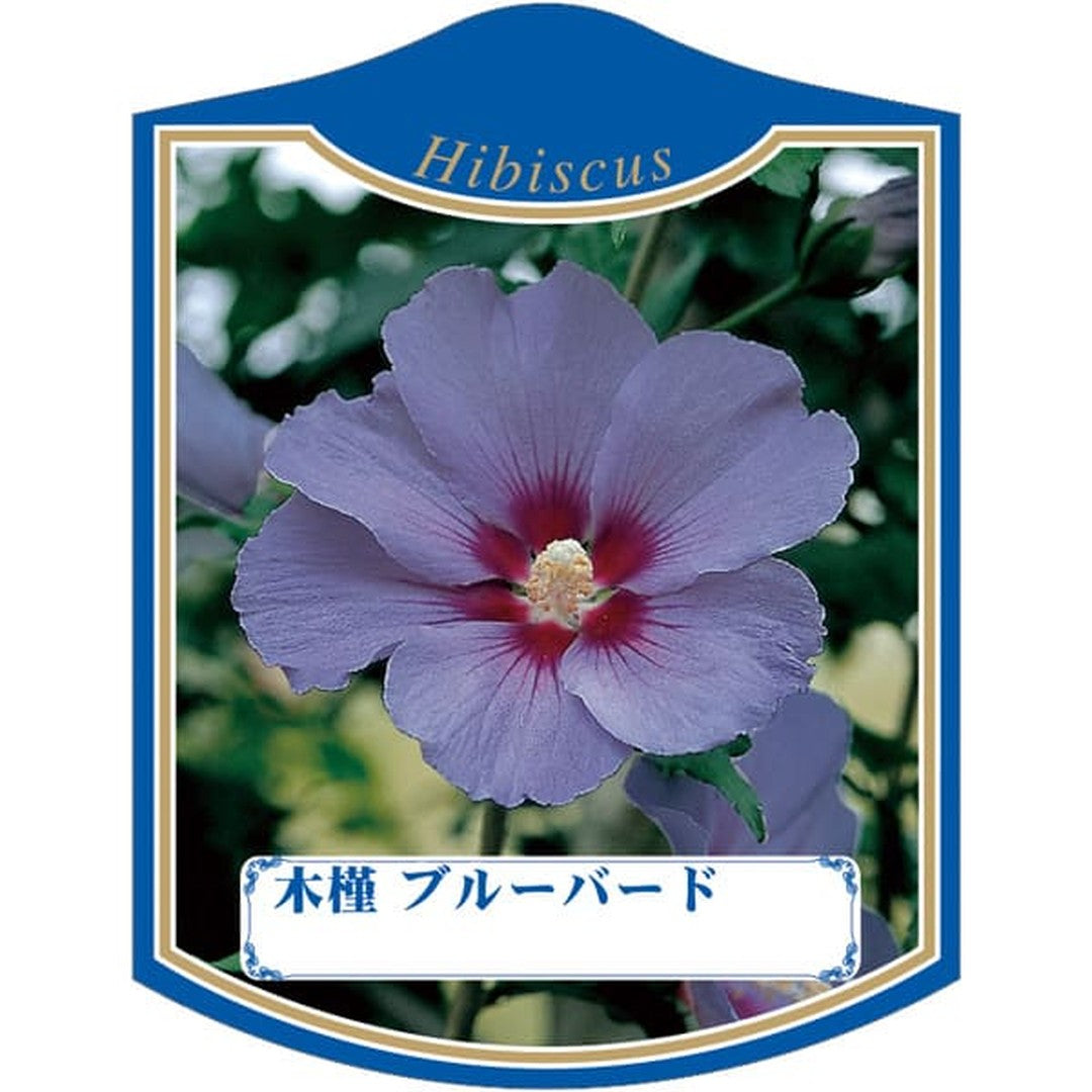 ARC ムクゲブルーバード K 園芸用ラベル【105mm×80mm】100枚入 T2TMK337-01