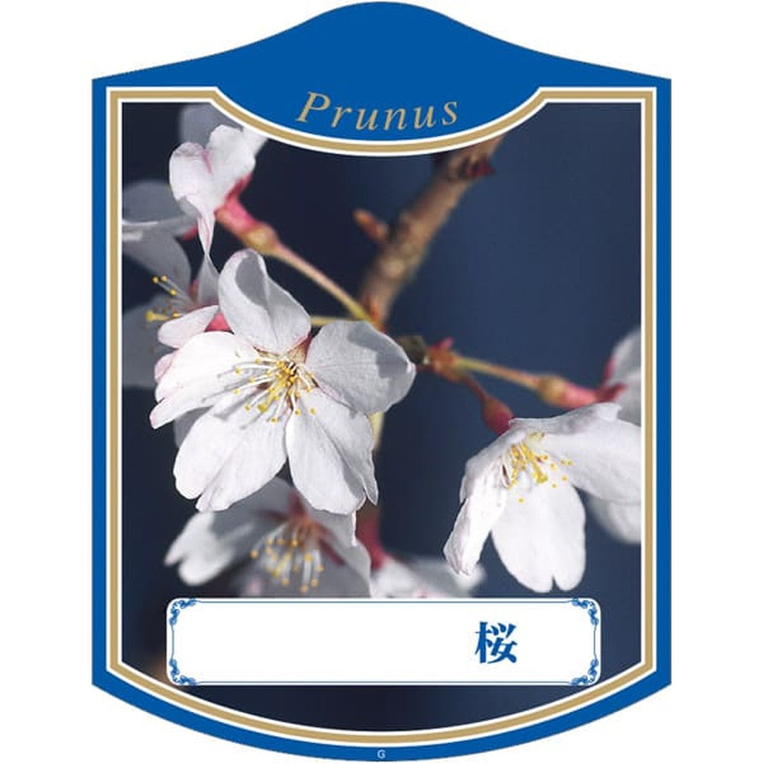 ARC サクラ G K 園芸用ラベル【105mm×80mm】100枚入 T2TMK386-01