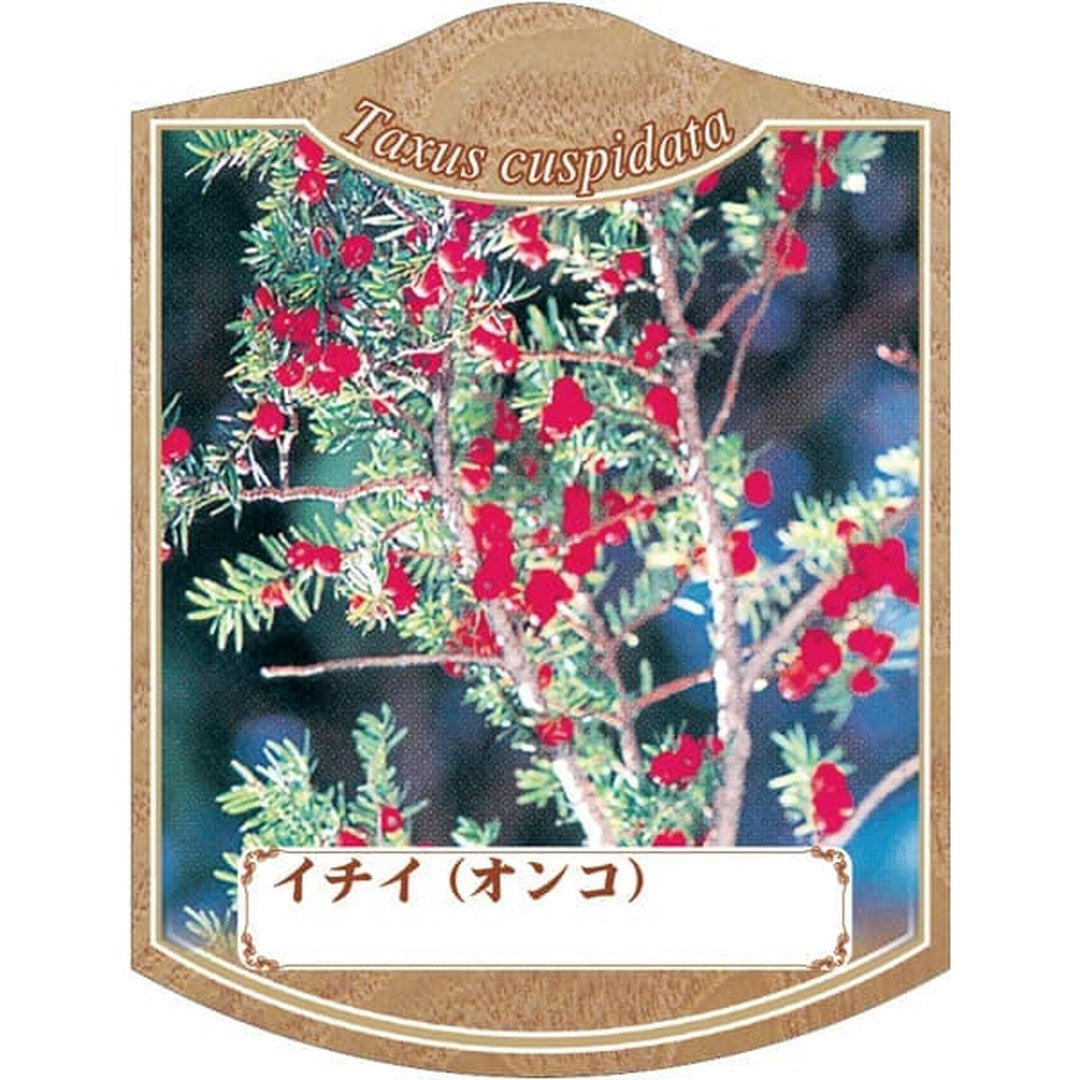 ARC イチイ（オンコ・アララギ） K 園芸用ラベル【105mm×80mm】100枚入 T2TMK413-01