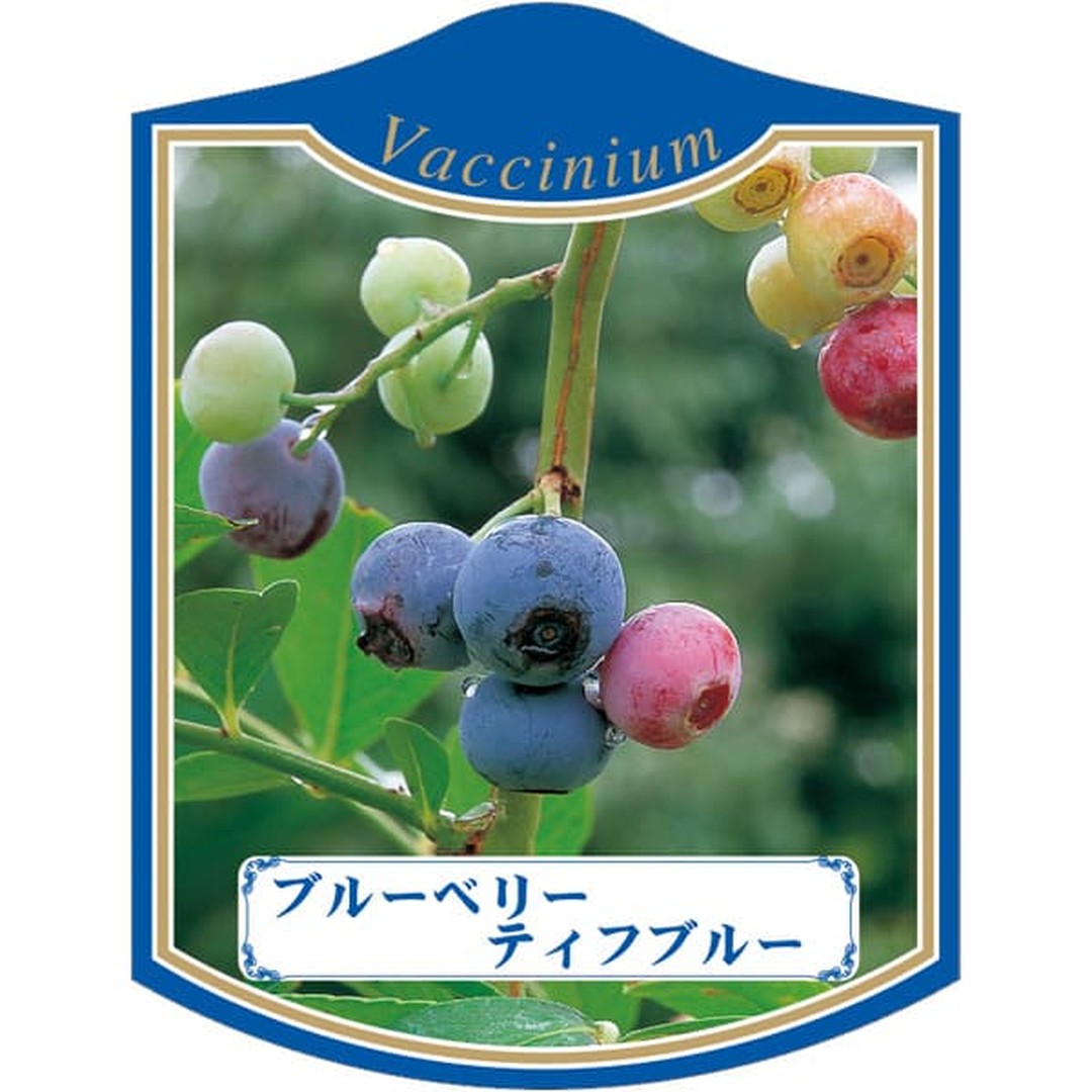 ARC ブルーベリー ティフブルー K 園芸用ラベル【105mm×80mm】100枚入 T2TMK430-01