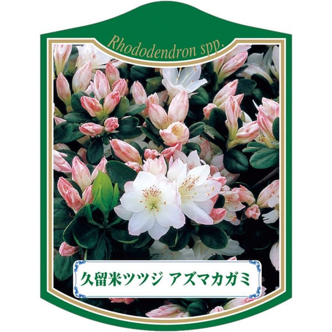 ARC クルメツツジ アズマカガミ K 園芸用ラベル【105mm×80mm】100枚入 T2TMK438-01