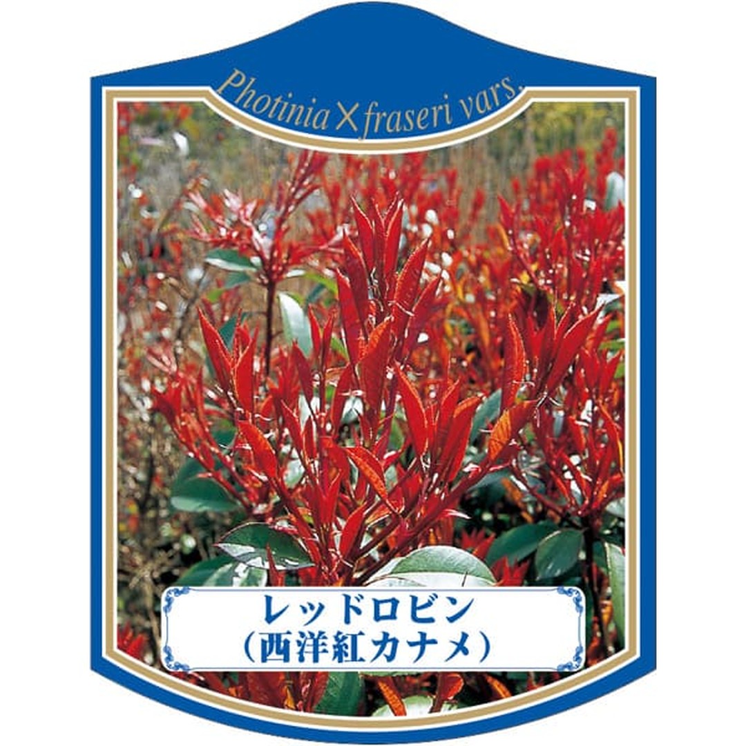 ARC レッドロビン（セイヨウベニカナK 園芸用ラベル【105mm×80mm】100枚入 T2TMK439-01