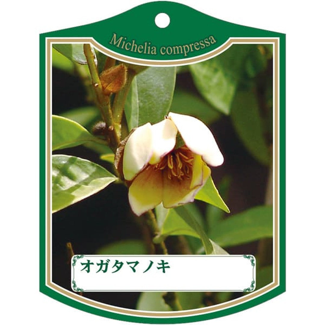 ARC オガタマノキ K 園芸用ラベル【105mm×80mm】100枚入 T2TMK443-01