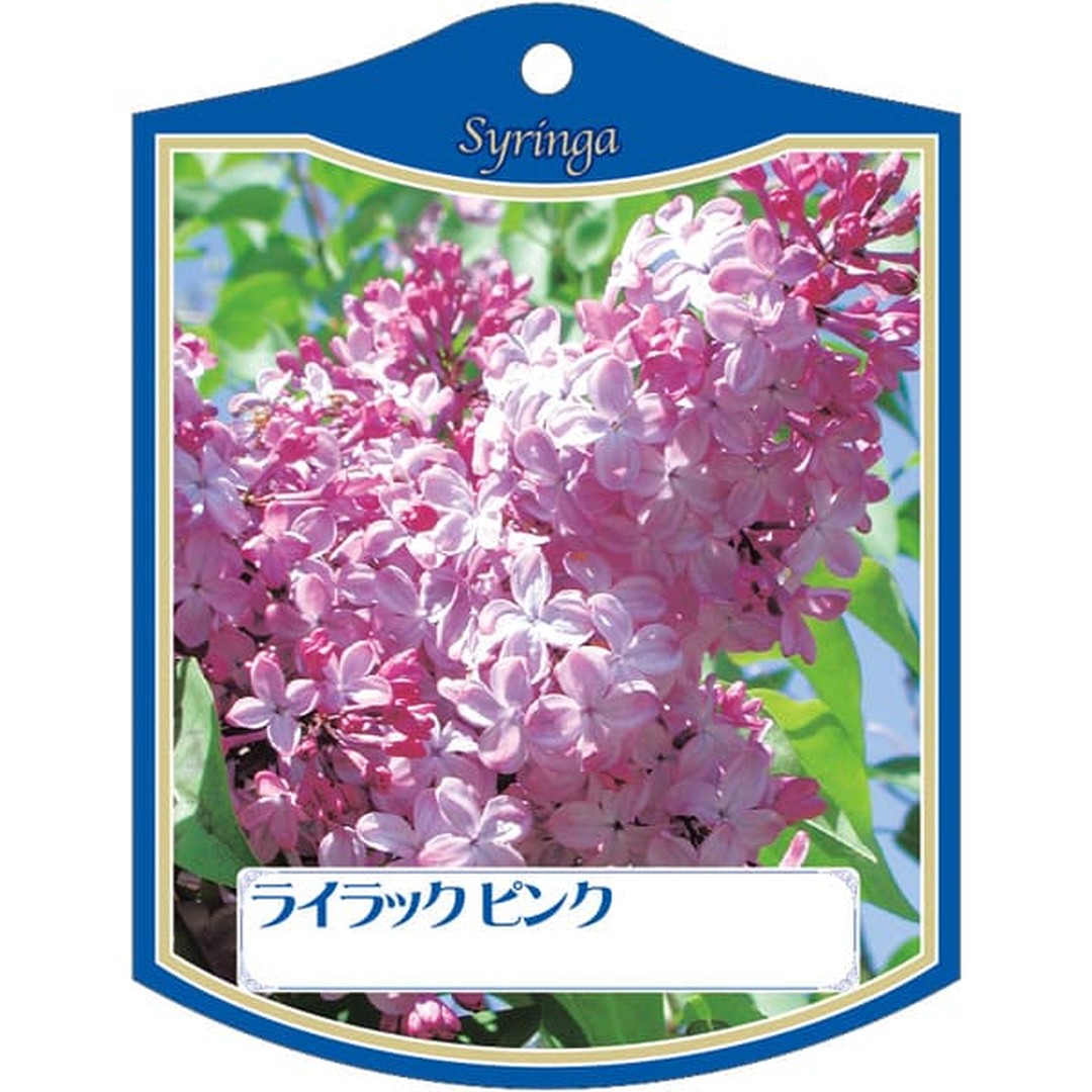 ARC ライラック ピンク K 園芸用ラベル【105mm×80mm】100枚入 T2TMK452-01