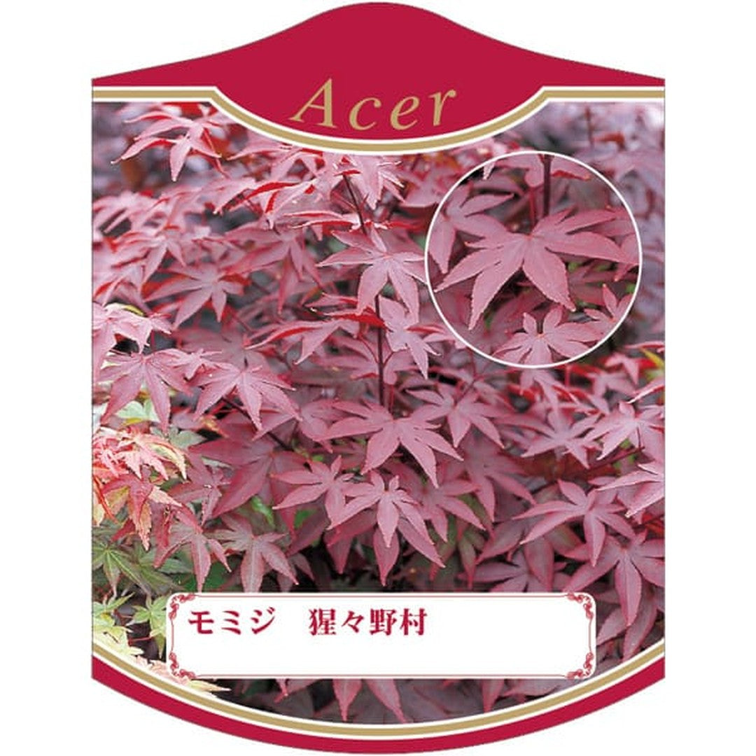 ARC モミジ ショウジョウノムラ K 園芸用ラベル【105mm×80mm】100枚入 T2TMK454-01