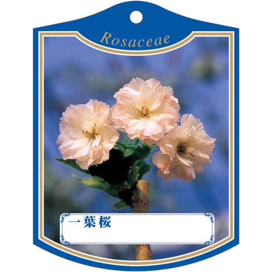 ARC イチヨウザクラ K 園芸用ラベル【105mm×80mm】100枚入 T2TMK457-01