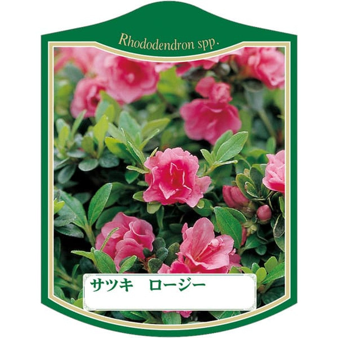 ARC サツキ ロージー K 園芸用ラベル【105mm×80mm】100枚入 T2TMK470-01