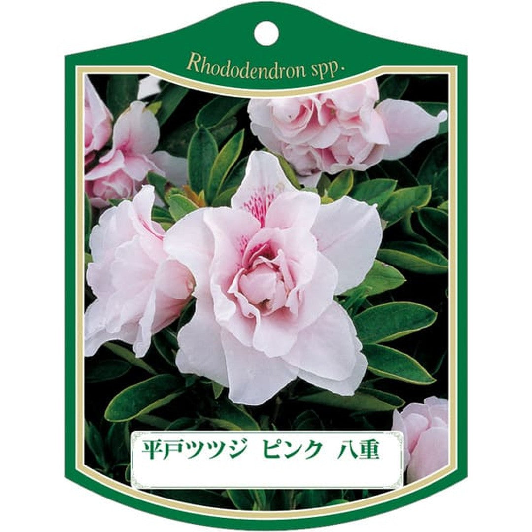 ARC ヒラドツツジピンクヤエ K 園芸用ラベル【105mm×80mm】100枚入 T2TMK471-01