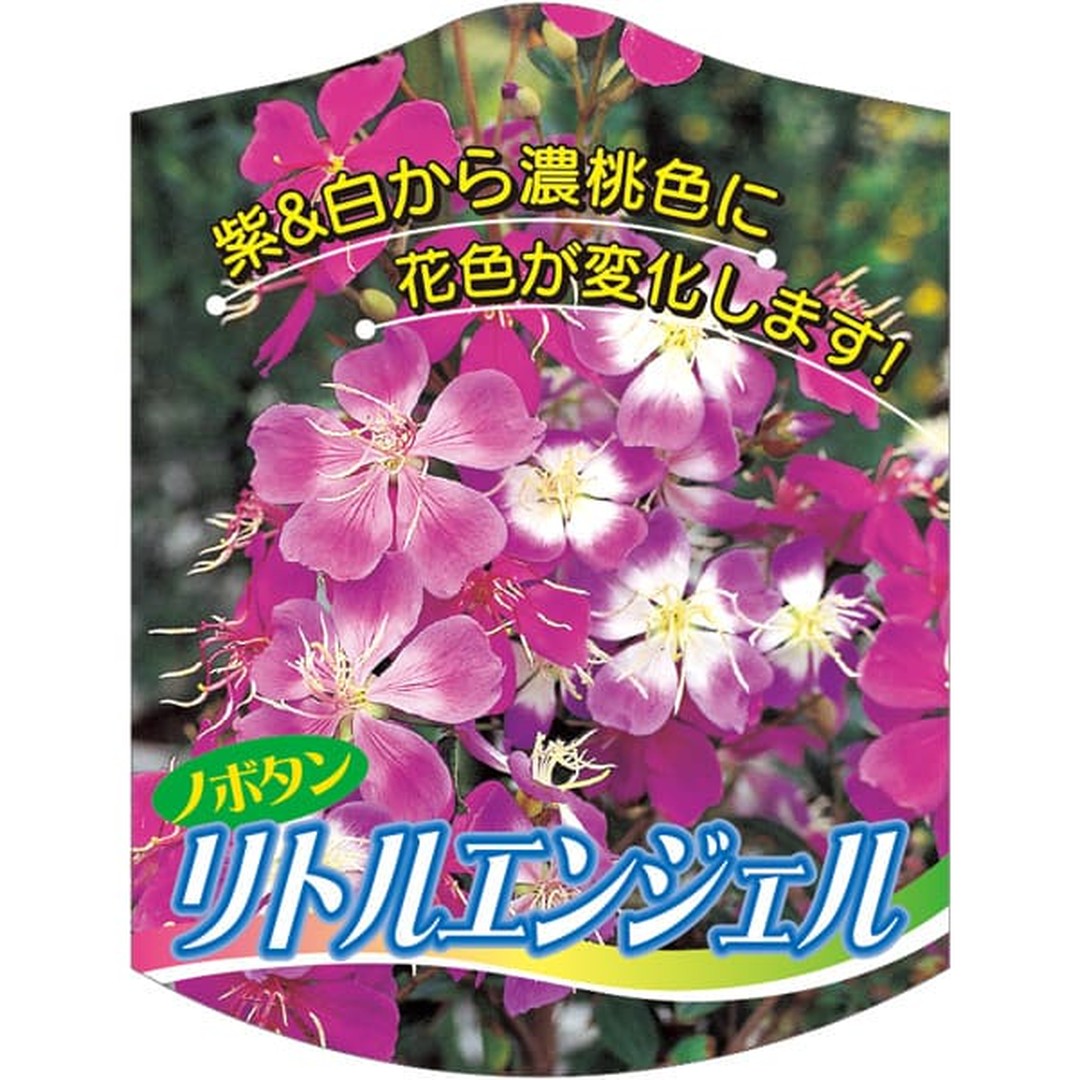 ARC ノボタン リトルエンジェル K 園芸用ラベル【105mm×80mm】100枚入 T2TMK472-01