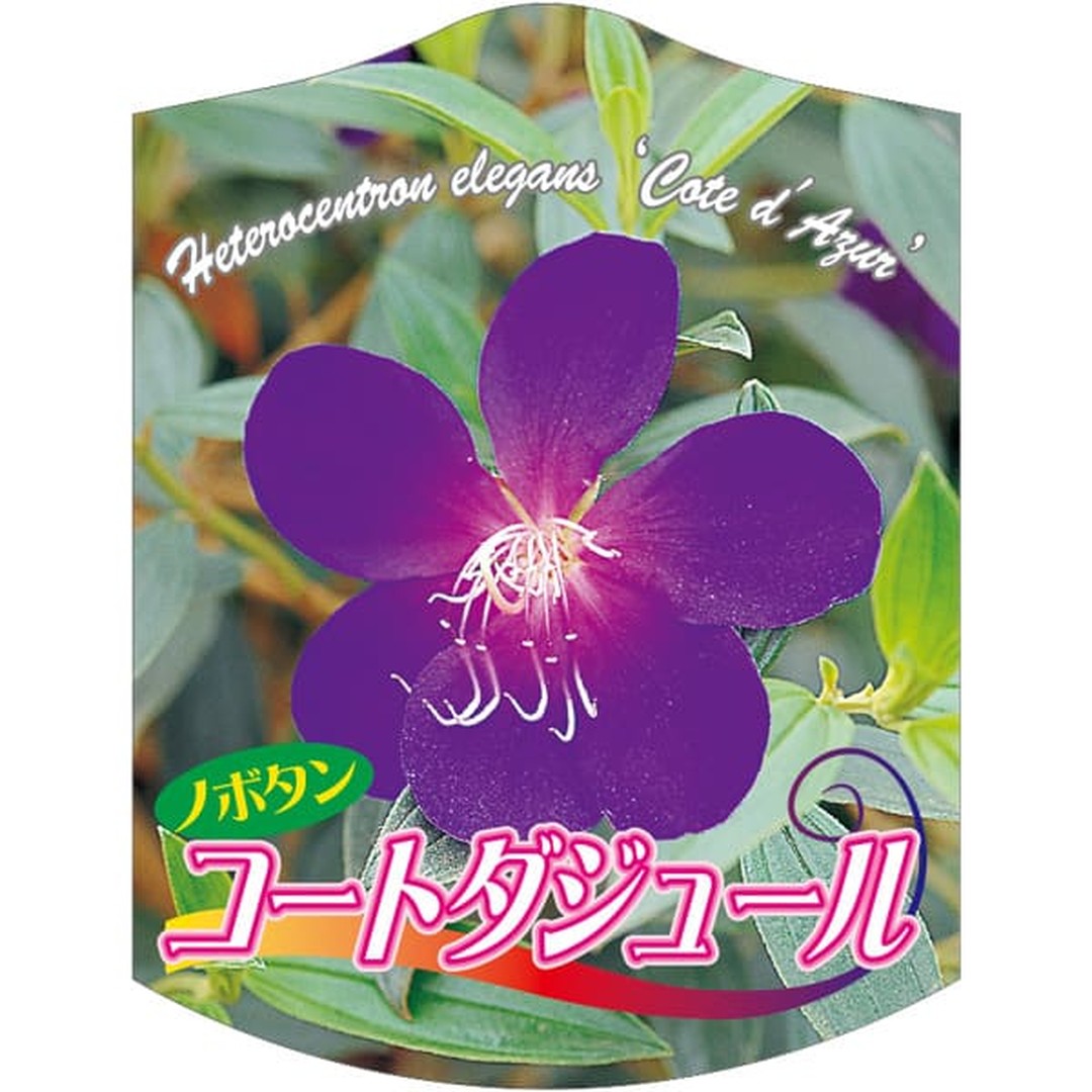 ARC ノボタン コートダジュール K 園芸用ラベル【105mm×80mm】100枚入 T2TMK474-01