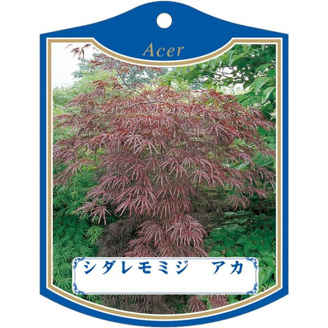 ARC シダレモミジ アカ K 園芸用ラベル【105mm×80mm】100枚入 T2TMK478-01