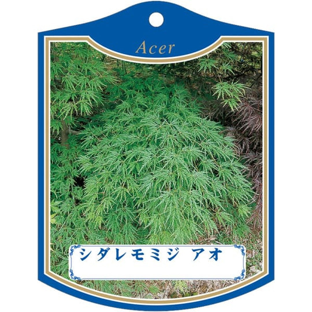 ARC シダレモミジ アオ K 園芸用ラベル【105mm×80mm】100枚入 T2TMK481-01