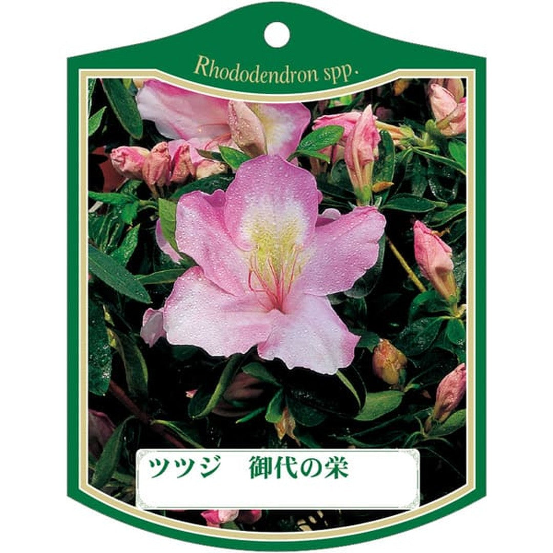 ARC ツツジ ミヨノサカエ K 園芸用ラベル【105mm×80mm】100枚入 T2TMK485-01