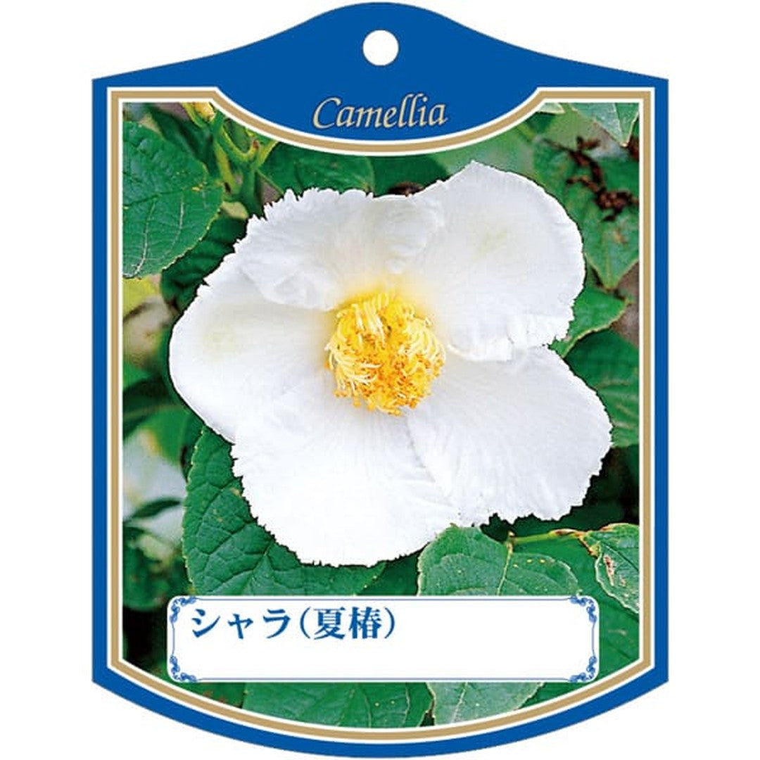 ARC シャラ（ナツツバキ）シロ K 園芸用ラベル【105mm×80mm】100枚入 T2TMK499-01