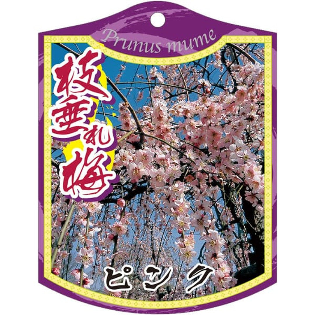 ARC シダレウメ ピンク 1005 K 園芸用ラベル【105mm×80mm】100枚入 T2TMK505-01