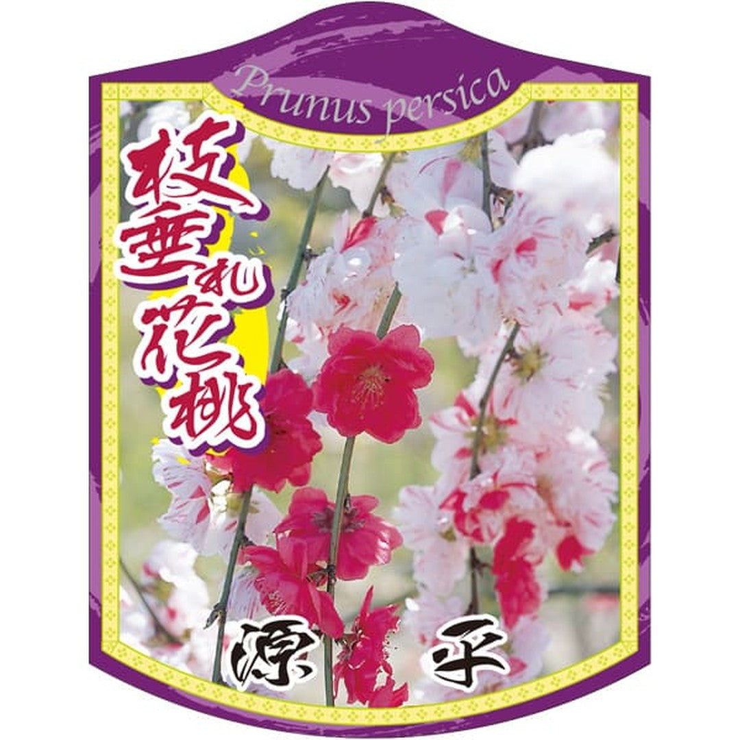 ARC ハナモモ ゲンペイシダレ K 園芸用ラベル【105mm×80mm】100枚入 T2TMK548-01