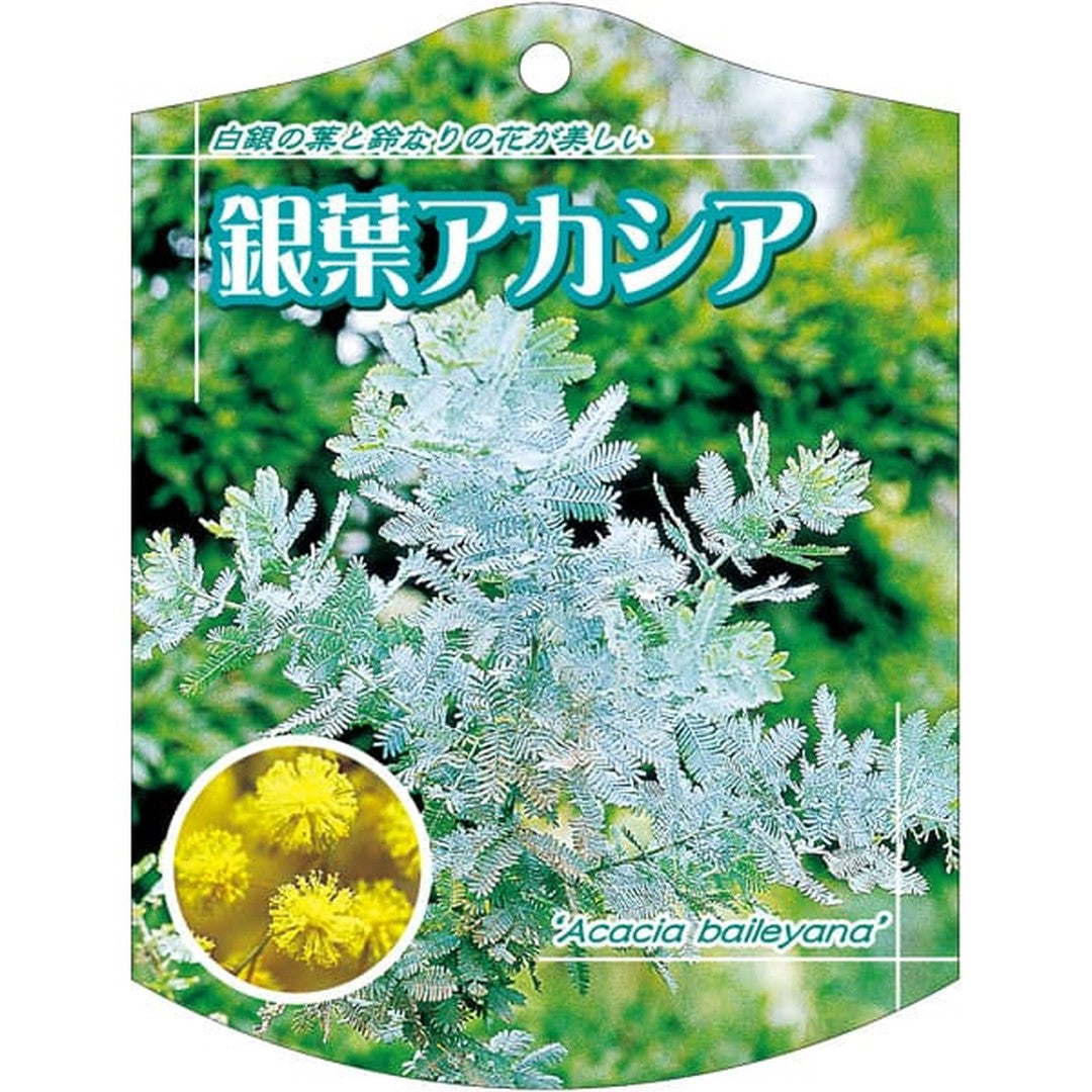 ARC ギンヨウアカシア K 園芸用ラベル【105mm×80mm】100枚入 T2TMK560-01