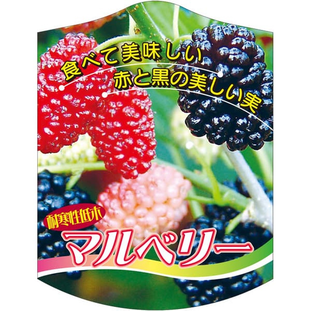 ARC マルベリー K 園芸用ラベル【105mm×80mm】100枚入 T2TMK599-01