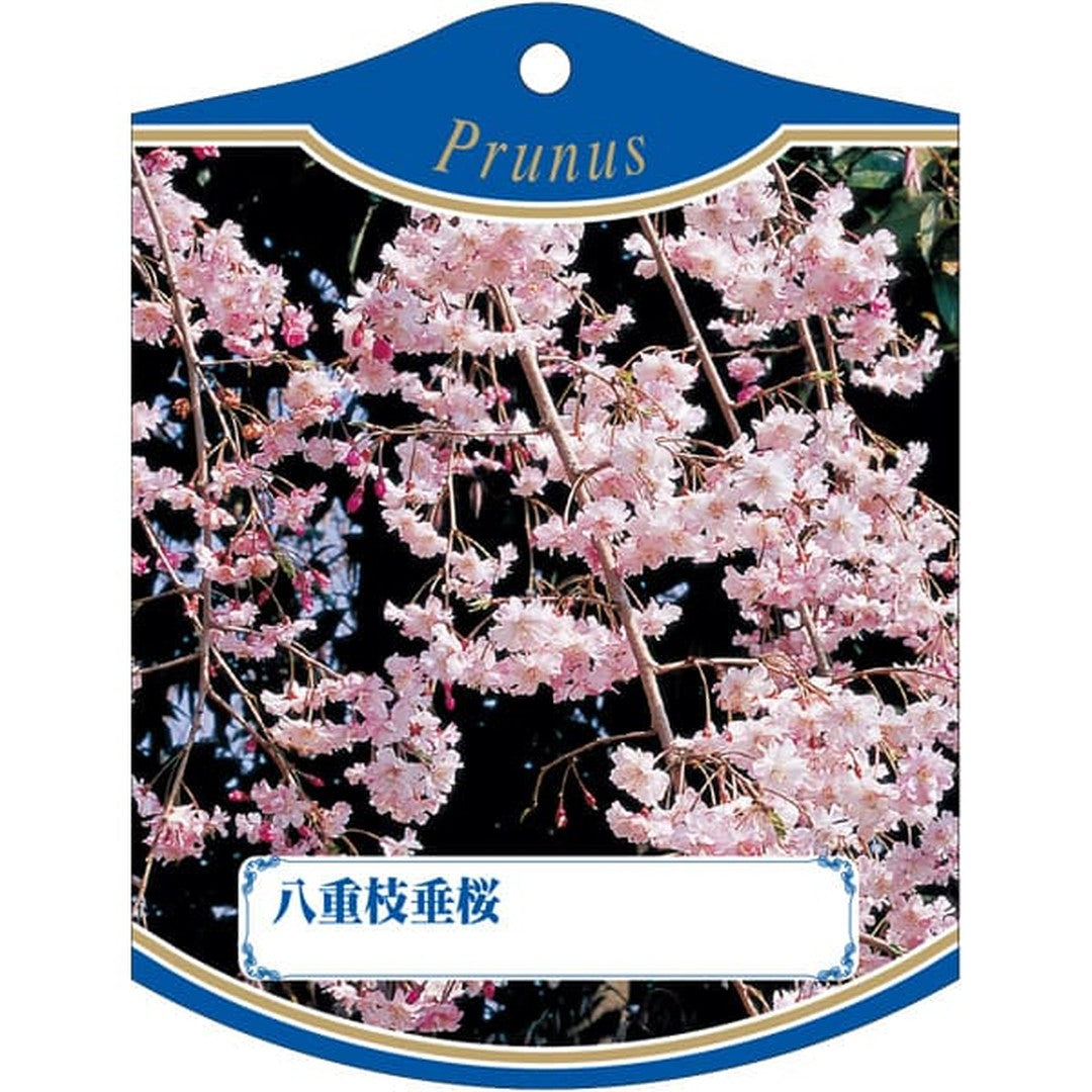 ARC ヤエシダレザクラ K 園芸用ラベル【105mm×80mm】100枚入 T2TMK609-01
