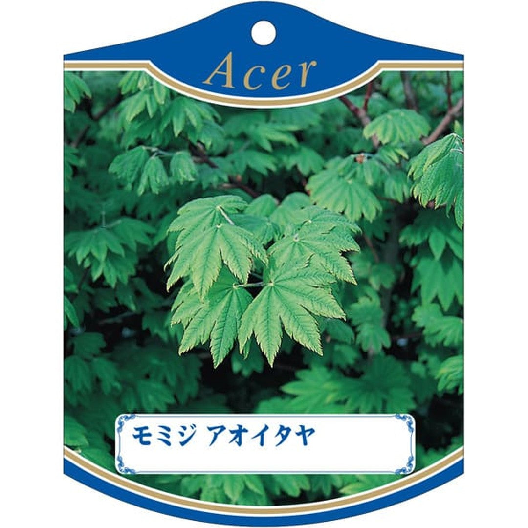 ARC モミジ アオイタヤ K 園芸用ラベル【105mm×80mm】100枚入 T2TMK611-01